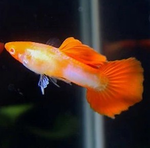 Poecilia ret.   Guppy koi M
